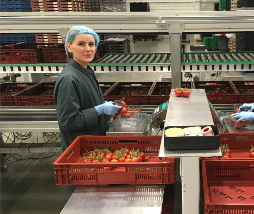 Tomato harvester